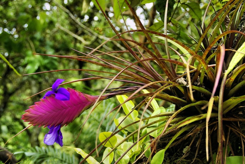 Air Plant