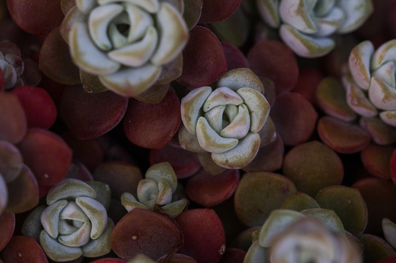 Ghost Plant