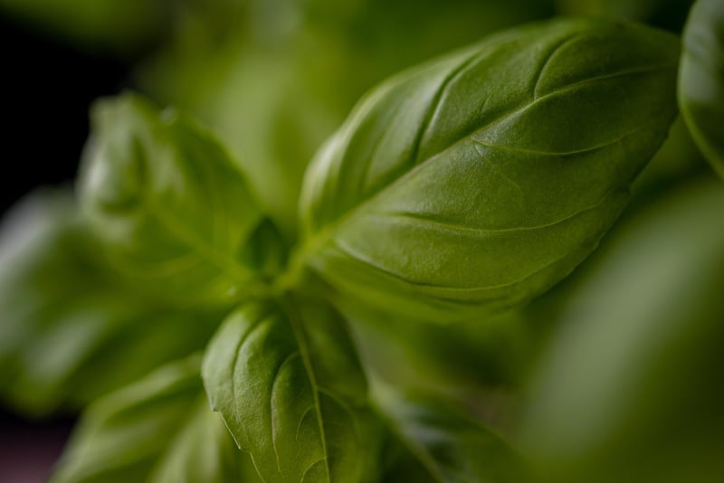 Mugwort