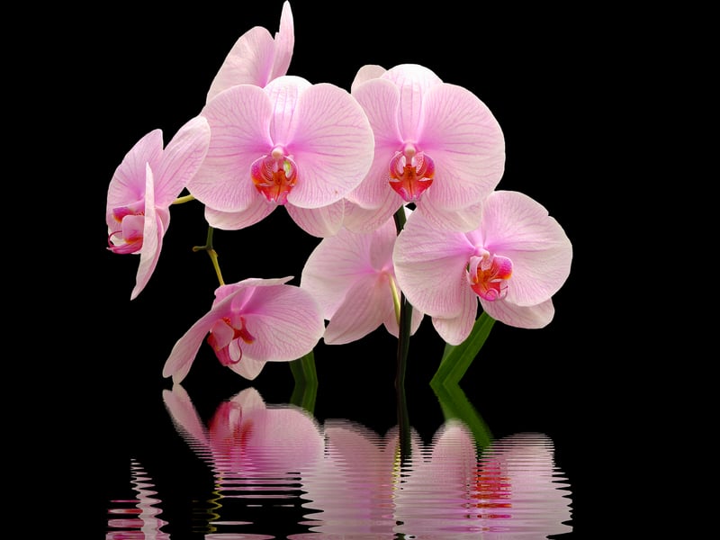 Fantasy blooms